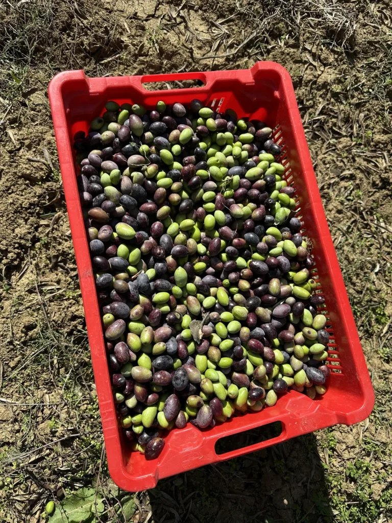 Frissen szedett olívabogyók ládában
