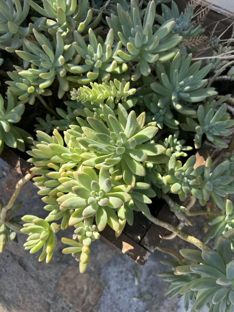 Kövirózsa a mediterrán kertben